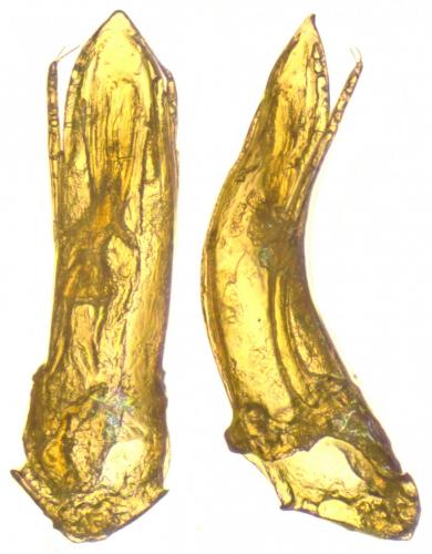 Bathysciola sp.